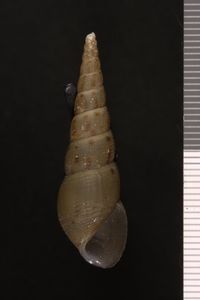 To ANSP Malacology Collection in GBIF (catalog no. 342085)