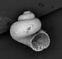 To ANSP Malacology Collection in GBIF (catalog no. 355205)