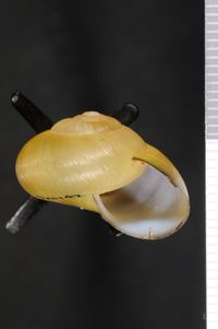 To ANSP Malacology Collection in GBIF (catalog no. 202182)