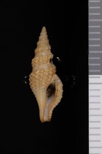 To ANSP Malacology Collection in GBIF (catalog no. 155196)