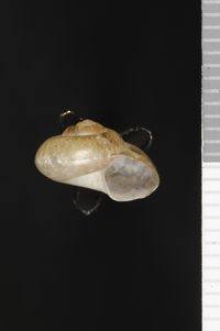 To ANSP Malacology Collection in GBIF (catalog no. 70786)