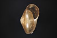 To ANSP Malacology Collection in GBIF (catalog no. 87544)