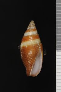 To ANSP Malacology Collection in GBIF (catalog no. 28718)