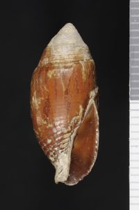 To ANSP Malacology Collection in GBIF (catalog no. 46790)