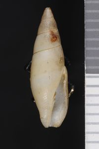 To ANSP Malacology Collection in GBIF (catalog no. 28639)