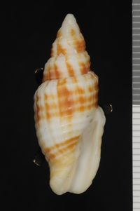 To ANSP Malacology Collection in GBIF (catalog no. 185479)