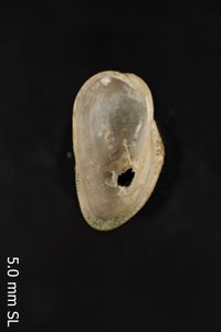 To ANSP Malacology Collection in GBIF (catalog no. 179726)