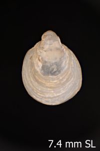 To ANSP Malacology Collection in GBIF (catalog no. 98173)