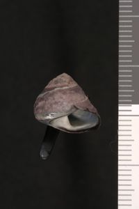 To ANSP Malacology Collection in GBIF (catalog no. 40515)