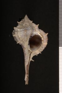 To ANSP Malacology Collection in GBIF (catalog no. 212125)