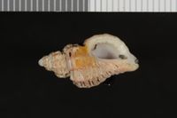 To ANSP Malacology Collection in GBIF (catalog no. 36097)