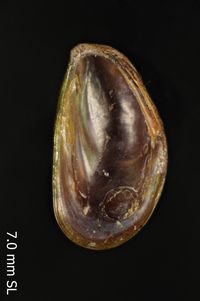 To ANSP Malacology Collection in GBIF (catalog no. 209806)