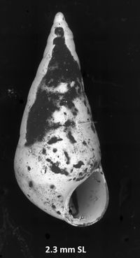 To ANSP Malacology Collection in GBIF (catalog no. 375972)