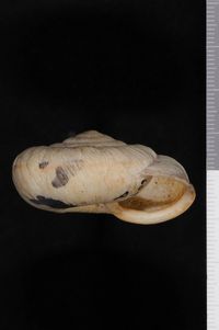 To ANSP Malacology Collection in GBIF (catalog no. 60958)