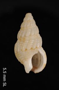 To ANSP Malacology Collection in GBIF (catalog no. 99382)