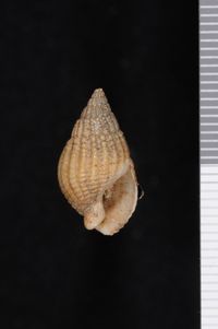 To ANSP Malacology Collection in GBIF (catalog no. 98097)