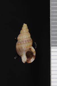 To ANSP Malacology Collection in GBIF (catalog no. 85996)