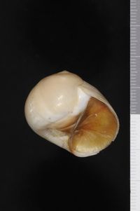 To ANSP Malacology Collection in GBIF (catalog no. 94229)