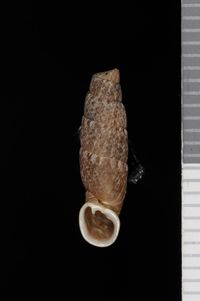 To ANSP Malacology Collection in GBIF (catalog no. 185165)