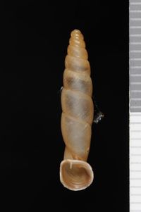 To ANSP Malacology Collection in GBIF (catalog no. 185112)
