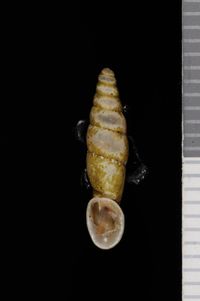 To ANSP Malacology Collection in GBIF (catalog no. 98096)
