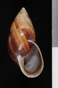 To ANSP Malacology Collection in GBIF (catalog no. 4685)