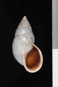To ANSP Malacology Collection in GBIF (catalog no. 5260)