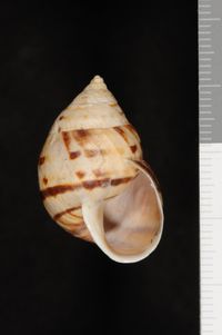 To ANSP Malacology Collection in GBIF (catalog no. 179980)
