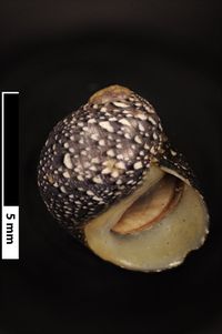 To ANSP Malacology Collection in GBIF (catalog no. 37714)