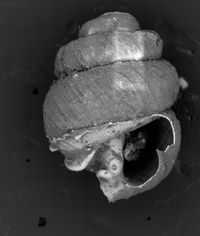 To ANSP Malacology Collection in GBIF (catalog no. 44721)
