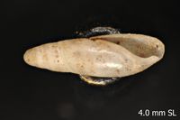 To ANSP Malacology Collection in GBIF (catalog no. 93680)