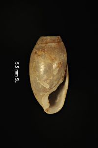 To ANSP Malacology Collection in GBIF (catalog no. 93683)