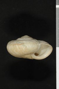 To ANSP Malacology Collection in GBIF (catalog no. 81921)