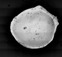 To ANSP Malacology Collection in GBIF (catalog no. 200064)