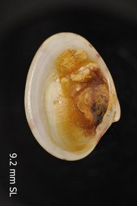 To ANSP Malacology Collection in GBIF (catalog no. 199507)