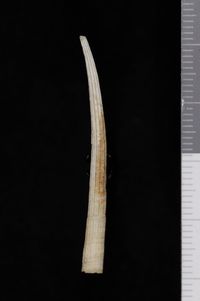 To ANSP Malacology Collection in GBIF (catalog no. 88319)