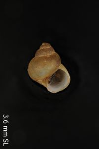 To ANSP Malacology Collection in GBIF (catalog no. 77838)