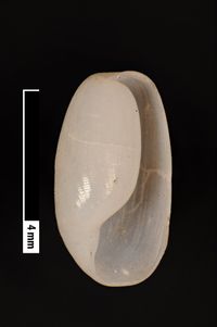 To ANSP Malacology Collection in GBIF (catalog no. 57900)