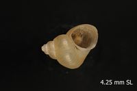 To ANSP Malacology Collection in GBIF (catalog no. 355255)