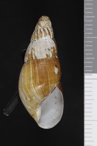 To ANSP Malacology Collection in GBIF (catalog no. 132451)