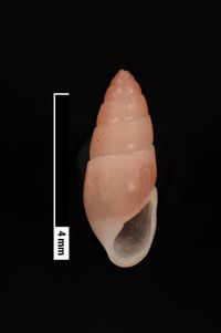 To ANSP Malacology Collection in GBIF (catalog no. 19959)