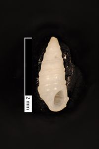 To ANSP Malacology Collection in GBIF (catalog no. 117600)