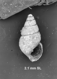 To ANSP Malacology Collection in GBIF (catalog no. 47194)