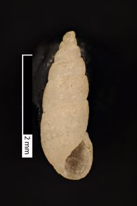 To ANSP Malacology Collection in GBIF (catalog no. 19967)