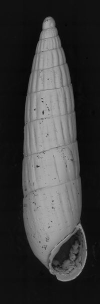 To ANSP Malacology Collection in GBIF (catalog no. 19983)