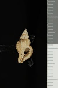 To ANSP Malacology Collection in GBIF (catalog no. 70490)
