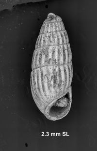 To ANSP Malacology Collection in GBIF (catalog no. 93941)