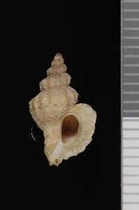 To ANSP Malacology Collection in GBIF (catalog no. 86121)