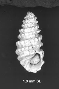 To ANSP Malacology Collection in GBIF (catalog no. 159722)