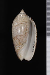 To ANSP Malacology Collection in GBIF (catalog no. 15909)